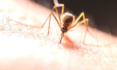 Mosquito on skin | Zika Virus Is The New Ebola| featured | zika virus infection