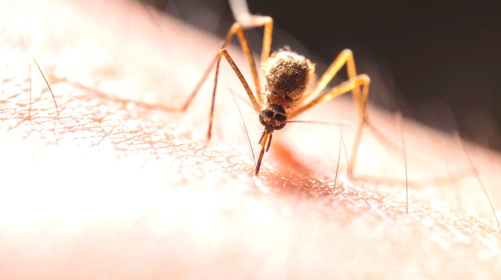 Mosquito on skin | Zika Virus Is The New Ebola| featured | zika virus infection