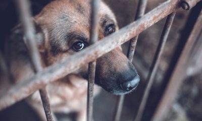 Dog on a Cage | President Trump Signs Bill Making it a Felony to Be Cruel to Animals | Featured