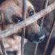 Dog on a Cage | President Trump Signs Bill Making it a Felony to Be Cruel to Animals | Featured