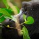 Gorilla | Intense Monitoring Shows Hope for Mountain Gorillas | Featured