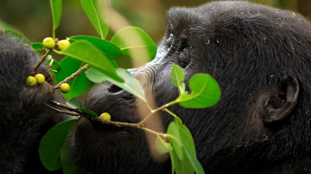 Gorilla | Intense Monitoring Shows Hope for Mountain Gorillas | Featured