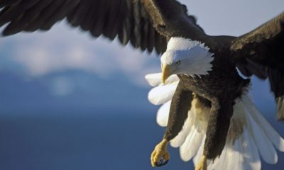 Bald Eagle flying free | Bald Eagle Shot Dead in Indiana; Conservation Officials Offer Reward for Information | Featured