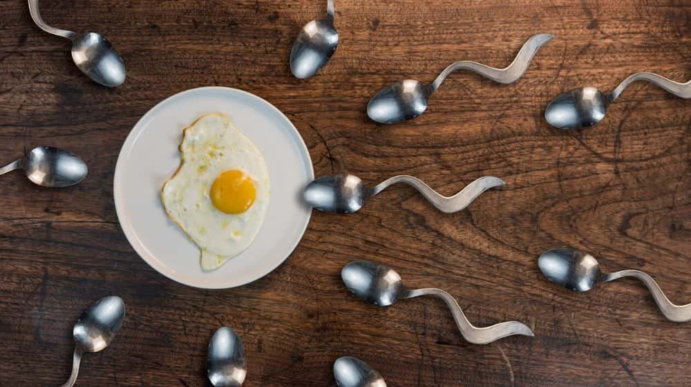 Egg and sperm presentation | STUDY: Diet Affects the Quality of Sperm | Featured