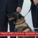 Hero DOg | ISIS Hero Dog, Conan, Honored at the White House | Featured
