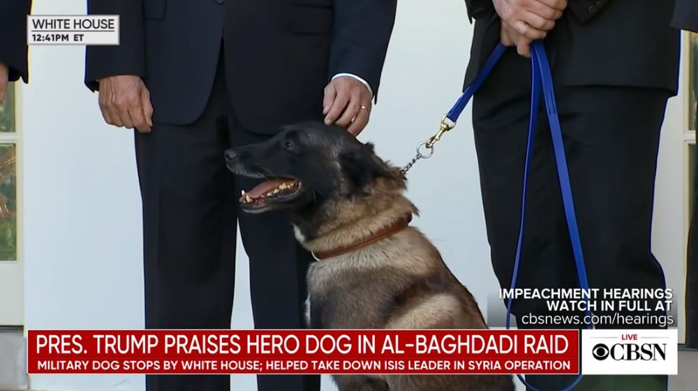 Hero DOg | ISIS Hero Dog, Conan, Honored at the White House | Featured