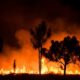 Australia Forest on fire | AUSTRALIA FIRES: Commits $2 Billion for Wildlife Recovery | Featured