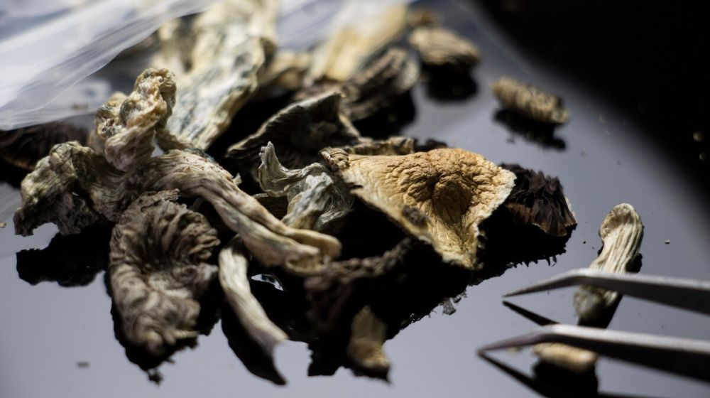 dried mushroom with tweezers | STUDY: ‘Magic Mushroom’ Drug Reduces Anxiety and Depression in Cancer Patients | Featured