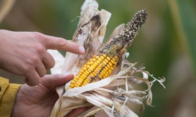 Will Aflatoxins Pose Serious Health Risks to Humans and Livestock?