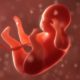 embryo | Tennessee Governor Announces "Heartbeat" Bill to Restrict Abortions | Featured