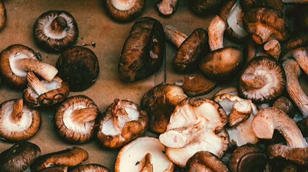 shiitake mushroom | Medicinal Mushrooms That May Protect Your Pet Against Cancer 