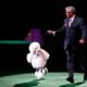 Tim Brazier with his poodle wins Best in Show | Standard Poodle Wins Best in Show at Westminster Dog Show, Disappoints Fans | Featured