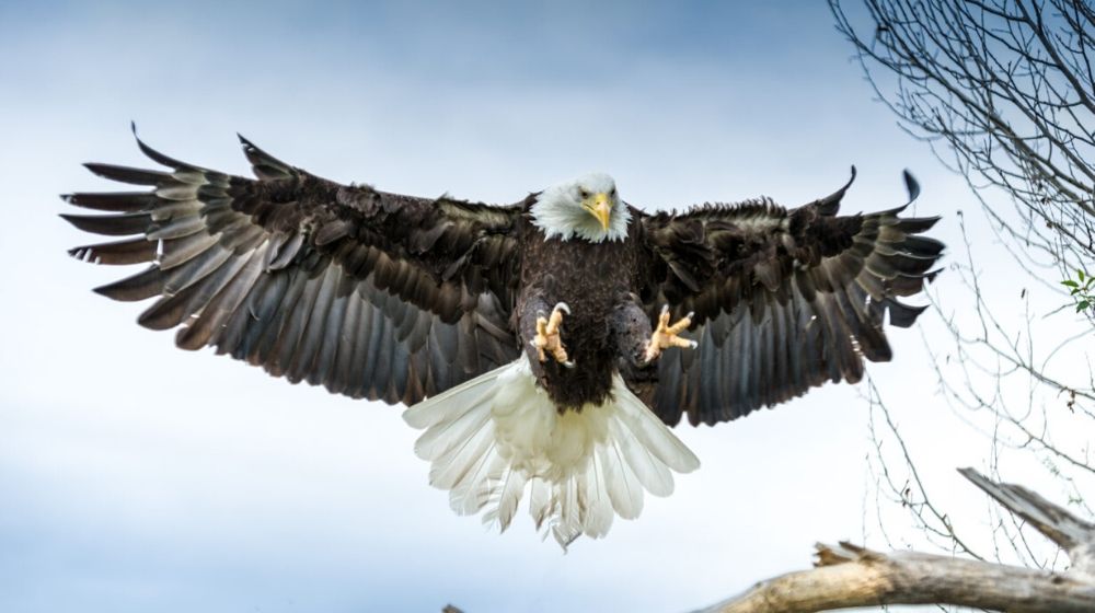 American Bald Eagle | Texas Farmer Pleads Guilty for Poisoning Federally Protected Bald Eagle in 2018 | Featured