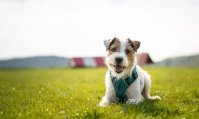 Parson Russell Terrier | Pet Owners Receive Assistance from Rescue Alliance During COVID-19 Pandemic | Featured