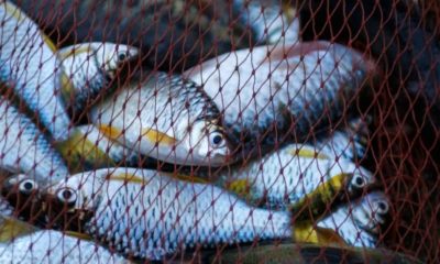 freshly harvest fish in a fish net | Coronavirus Outbreak Negatively Affects Seafood Industry | Featured
