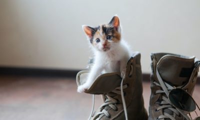 Small kitten inside a boots | More Americans Adopt Pets as Stay-at-Home Orders Persist | Featured