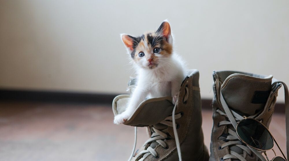 Small kitten inside a boots | More Americans Adopt Pets as Stay-at-Home Orders Persist | Featured