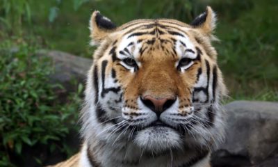 Siberian Amur Tiger Bronx Zoo | Tiger at NY Bronx Zoo Tests Positive for COVID-19 | Featured