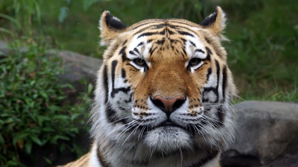 Siberian Amur Tiger Bronx Zoo | Tiger at NY Bronx Zoo Tests Positive for COVID-19 | Featured