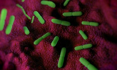 Yersinia pestis bacteria | China Reports Suspected Cases of Bubonic Plague | Featured