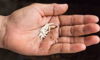 Close Up Cucunber Seeds on Hand | Unsolicited Seeds Being Sent from China to Multiple U.S. States | Featured