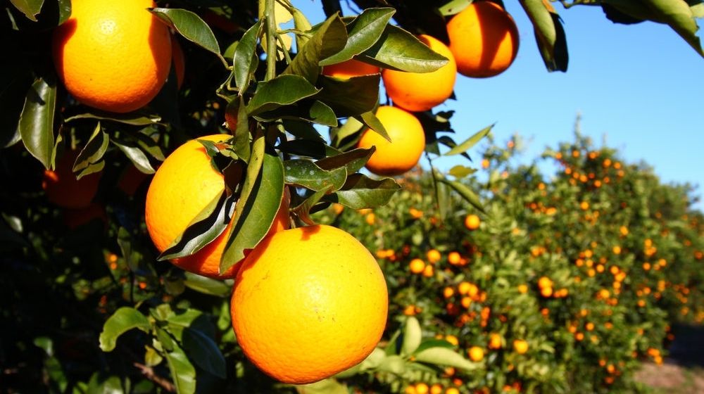 Beautiful Orange Groves of Florida | USDA Predicts Decrease in Orange Production in Florida | Featured