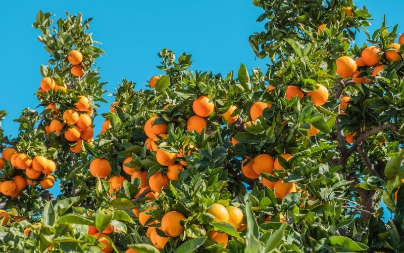 Orange Fruits Under Blue Sky | USDA Predicts Decrease in Orange Production in Florida