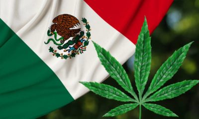 green leaf of hemp and beautiful mexico silk national flag, concept of medical cannabis, legalization of drugs | Mexican Supreme Court Decriminalizes Recreational Marijuana | featured