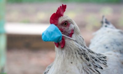white chicken in a medical mask during the epidemic of Covid-19 | China Reports 1st H10N3 Bird Flu Case On A Human | Featured