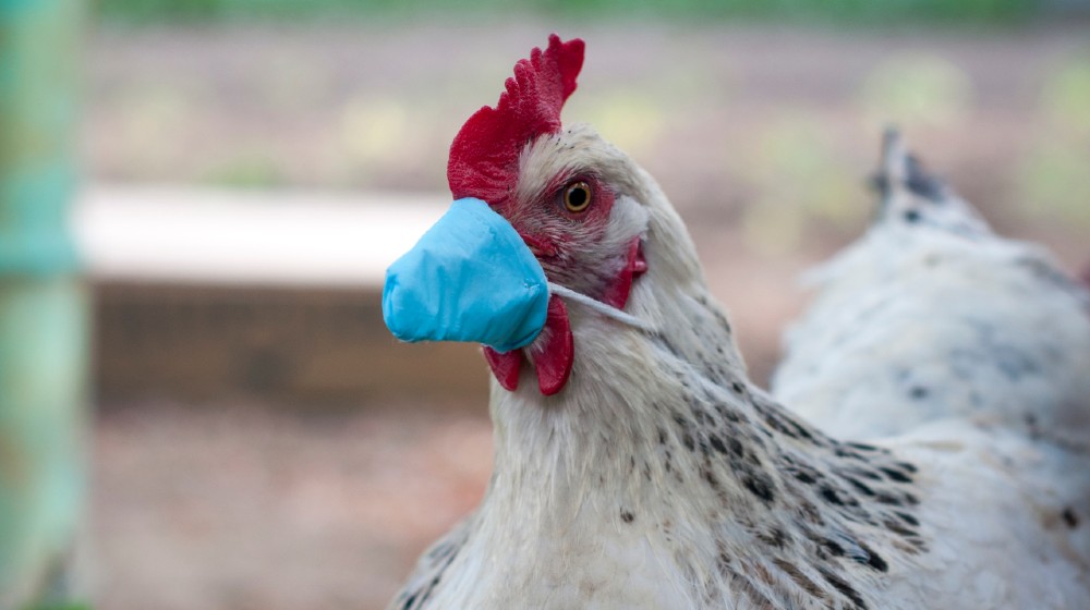 white chicken in a medical mask during the epidemic of Covid-19 | China Reports 1st H10N3 Bird Flu Case On A Human | Featured