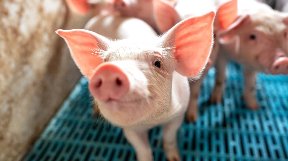 Close up of pigs snout at domestic farm, group pigs at piglet | California To Lose Pork Products As It Tightens Farm Rules | featured