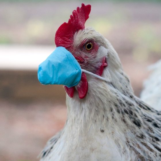 White chicken in a medical mask-Avian Flu-SS-Featured