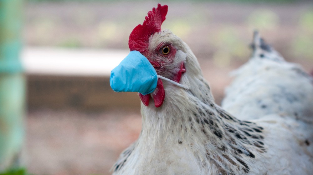 White chicken in a medical mask-Avian Flu-SS-Featured