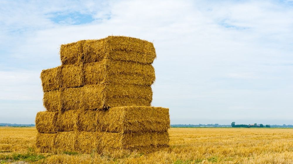 A Stack of Hay Bales in a Rural Landscape | Man Shows Support for Trump Using Hay Bales After Vandals Cut Down His Signs | Featured