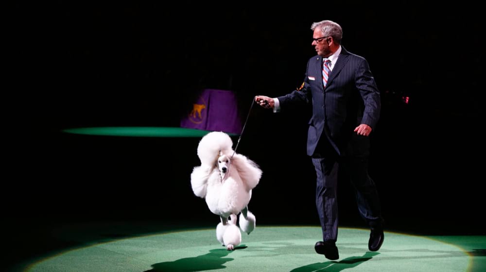 Tim Brazier with his poodle wins Best in Show | Standard Poodle Wins Best in Show at Westminster Dog Show, Disappoints Fans | Featured