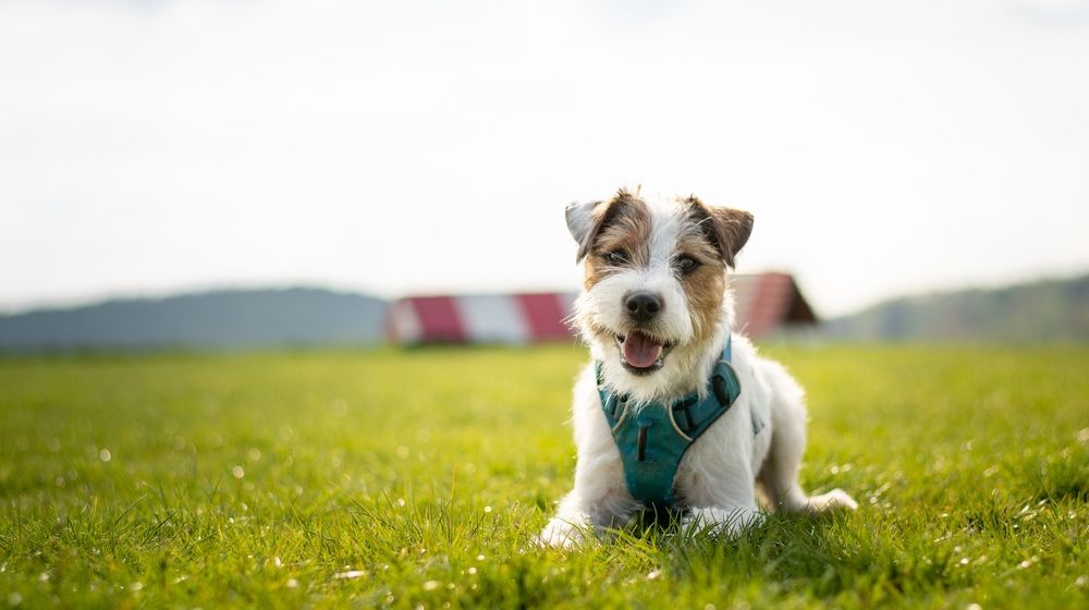 Parson Russell Terrier | Pet Owners Receive Assistance from Rescue Alliance During COVID-19 Pandemic | Featured
