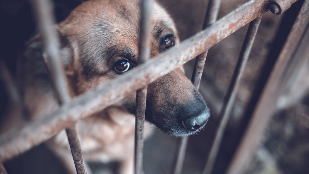 Dog on a Cage | President Trump Signs Bill Making it a Felony to Be Cruel to Animals | Featured