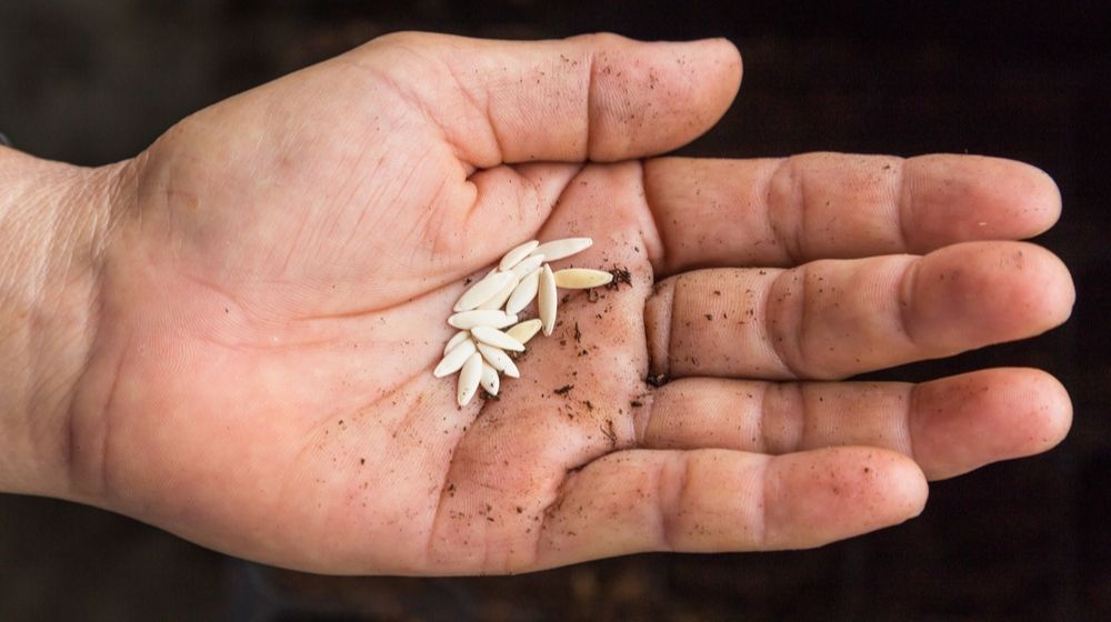 Close Up Cucunber Seeds on Hand | Unsolicited Seeds Being Sent from China to Multiple U.S. States | Featured