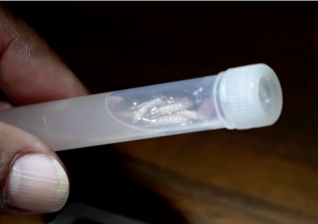 Flesh-Eating New World Screwworm Arrives in the U.S. With First Confirmed Human Case