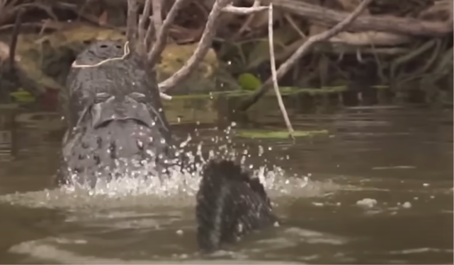Florida to Receive Federal Funds for ‘Alligator Alcatraz’ Detention Center in Everglades