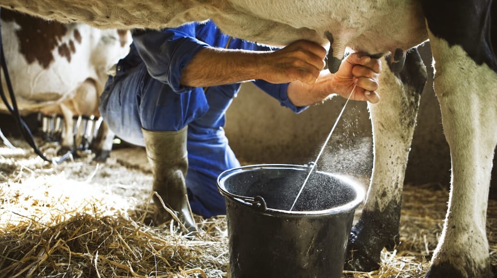 Man milking a cow | Model Francia James Drinks Milk Directly From a Cow In Bizarre Instagram Post | featured