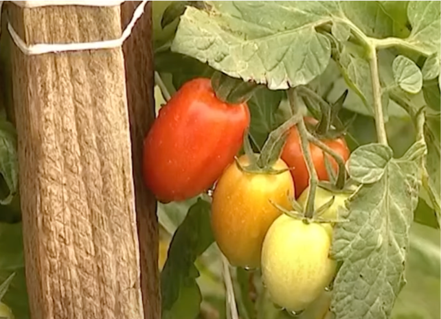 Tomato Prices to Rise As Trump Slaps a 17% Tariff on Mexican Imports